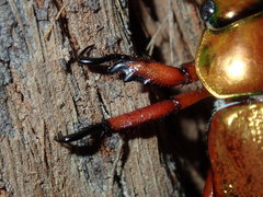 Anoplognathus viridiaeneus