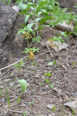 Gymnospermium albertii