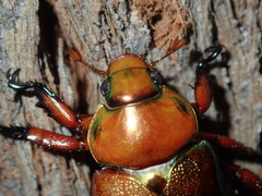 Anoplognathus viridiaeneus