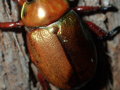 Anoplognathus viridiaeneus