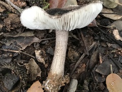 Tricholoma squarrulosum