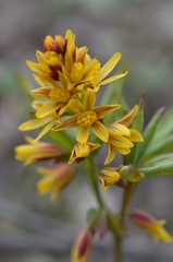 Gymnospermium albertii