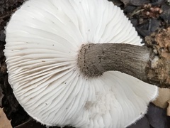 Tricholoma squarrulosum