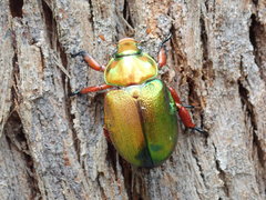 Anoplognathus viridiaeneus