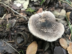 Tricholoma squarrulosum