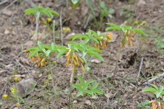 Gymnospermium albertii