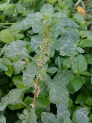 Amaranthus