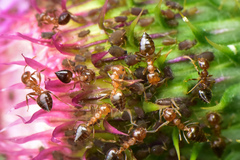 Crematogaster rogenhoferi