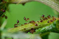 Crematogaster rogenhoferi