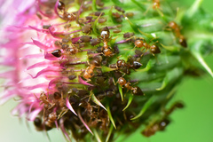 Crematogaster rogenhoferi