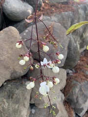 Clerodendrum schmidtii