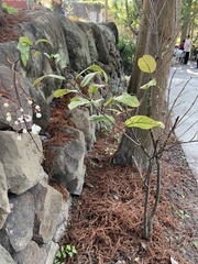 Clerodendrum schmidtii