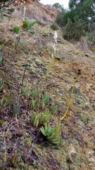Ornithogalum juncifolium