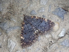 Diomea cremata