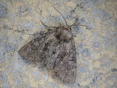 Antapamea conciliata