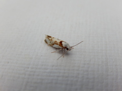 Lichenaula laniata