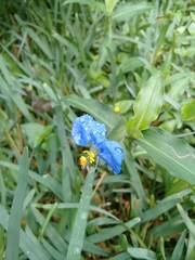 Commelina erecta