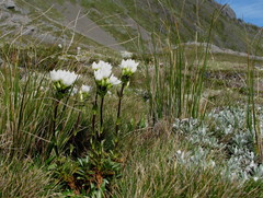 Gentianella impressinervia
