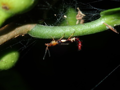 Carphurus fasciculatus