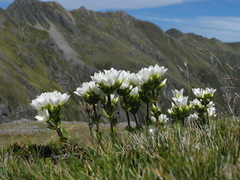 Gentianella impressinervia