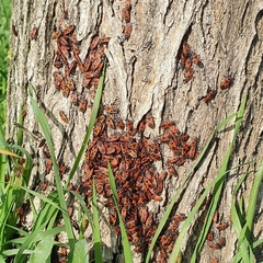 Pyrrhocoris apterus