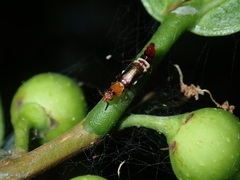 Carphurus fasciculatus