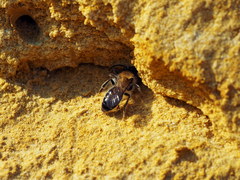 Andrena nitida