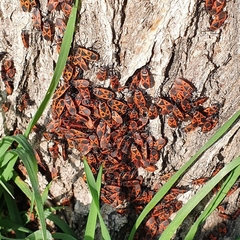 Pyrrhocoris apterus