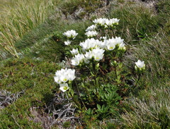 Gentianella impressinervia