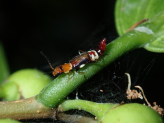 Carphurus fasciculatus