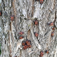 Pyrrhocoris apterus