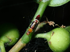 Carphurus fasciculatus