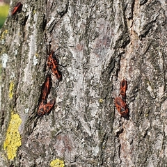 Pyrrhocoris apterus
