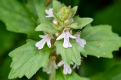 Ajuga nipponensis