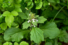 Ajuga nipponensis