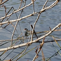Gallinula chloropus