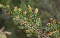 Passerina falcifolia