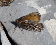 Oeneis glacialis