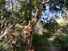 Adenanthera microsperma