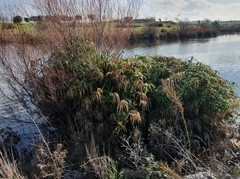 Cyperus alternifolius flabelliformis