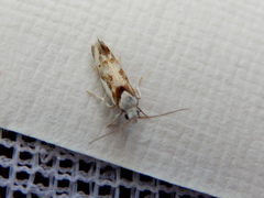 Lichenaula laniata