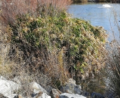 Cyperus alternifolius flabelliformis