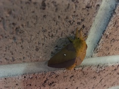 Anisota virginiensis