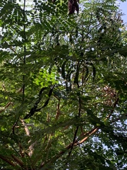 Adenanthera microsperma