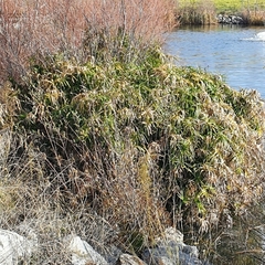 Cyperus alternifolius flabelliformis