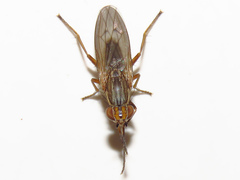 Pherbellia cinerella
