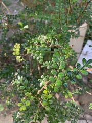 Zanthoxylum beecheyanum