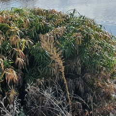 Cyperus alternifolius flabelliformis