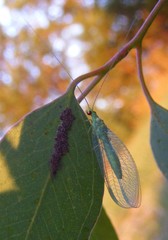 Plesiochrysa ramburi
