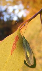 Plesiochrysa ramburi